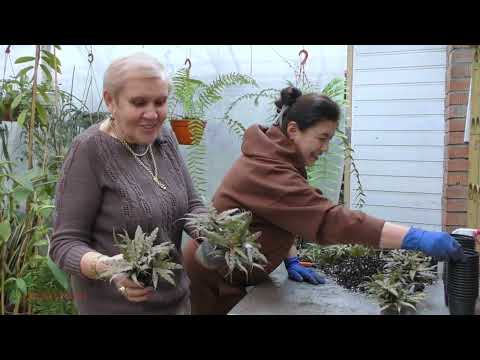 Видео: Крептантус - деление, пересадка.