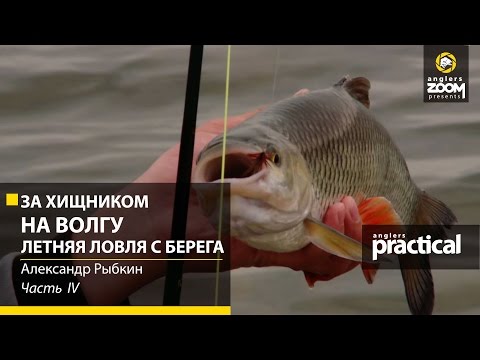 Видео: За хищником на Волгу. Летняя ловля с берега. Часть 4. Anglers Practiсal