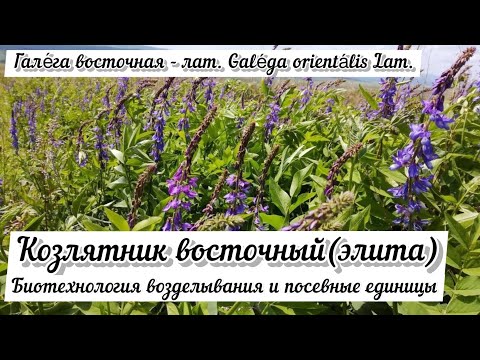 Видео: Козлятник Восточный (Fodder Galega) - основа дешёвой кормовой базы ООО "Петербургские Биотехнологии"