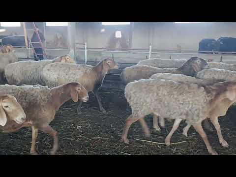 Видео: Биринчи класс элита койлор сатылат тел 0708695553