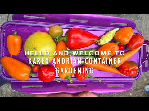 Видео: Пришло время для сбора урожая и уборки в моем контейнерном огороде