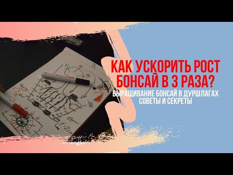 Видео: Способы ускорения роста бонсай. Выращивание бонсай в дуршлагах для ускорения роста.