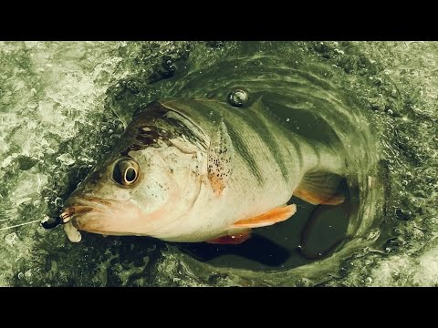 Видео: ВОТ ЭТО РЫБАЛКА. КЛЕВ ОКУНЯ НА ДЬЯВОЛА И МУХОМОРМЫША. Рыбалка на безмотылку.