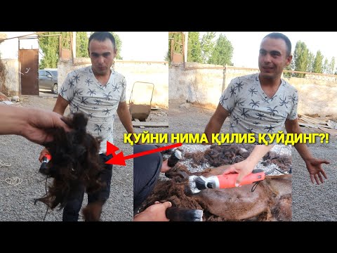 Видео: ХАР БИР ҚУЙ БОҚУВЧИ БУ ВИДЕОНИ КУРСИН