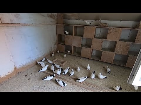 Видео: Бесценные Бакинские Голуби