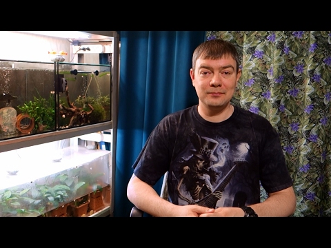 Видео: Почему мутнеет вода в аквариуме?