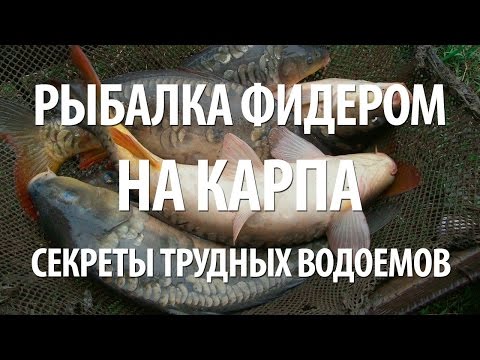 Видео: ЛОВЛЯ на ФИДЕР КАРПА. СЕКРЕТЫ ТРУДНЫХ ВОДОЕМОВ с ЕВГЕНИЕМ СЕРЕДОЙ