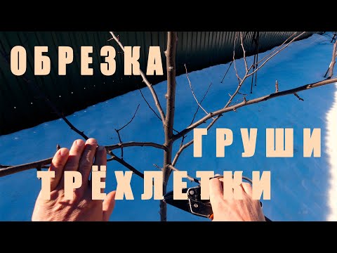 Видео: Весенняя обрезка ТРЁХЛЕТНЕЙ ГРУШИ! Сорт "Памяти Яковлева"