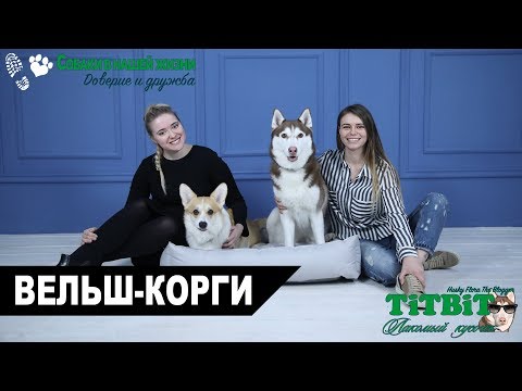 Видео: Хаски Флора TiTBiT - Собаки в нашей жизни: Интервью #2 (Вельш-Корги)