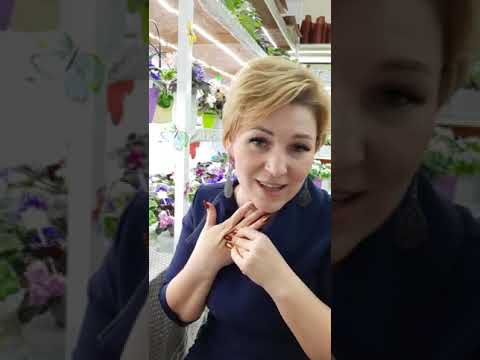Видео: Разновидность фиалки. эфир.