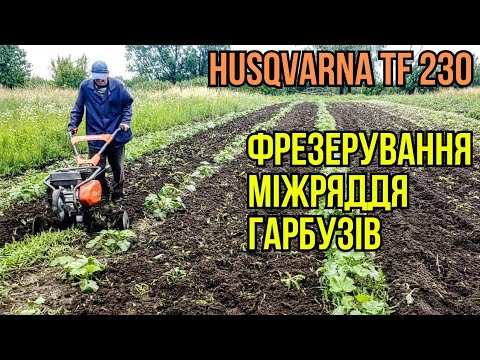 Видео: Фрезерування міжряддя гарбузів мотокультиватором Хускварна tf 230 #хускварна #будні #мотокультиватор