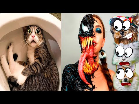 Видео: ЗЛОВРЕДНЫЕ КОТЫ СЛОМАЛИ ТИКТОК! СОБАКИ и КОТЫ в TikTok НЕ ЗАСМЕЙСЯ ЧЕЛЕНДЖ Funny Cats Валеришка Макс
