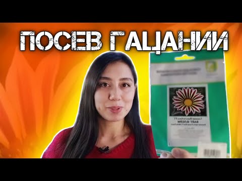 Видео: Посев гацании. супер НЕПРИХОТЛИВЫЙ цветок для солнечной клумбы. Как посеять газанию