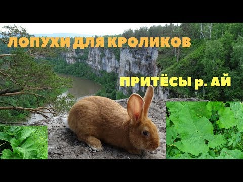 Видео: Лопух в рационе кролика: кормить или не кормить? / Притёсы река Ай