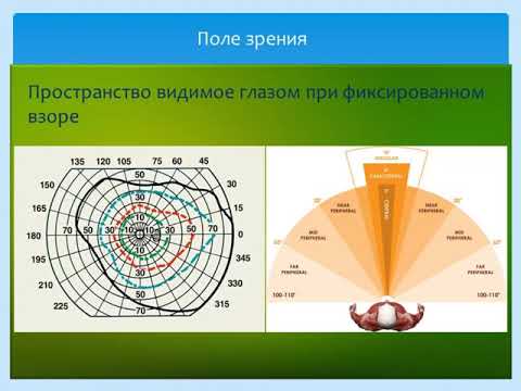 Видео: Физиология зрения для оптометристов