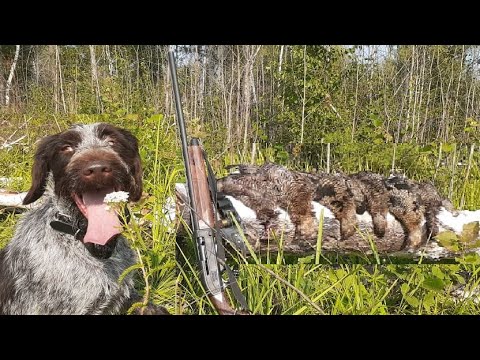 Видео: Охота на косача 2022