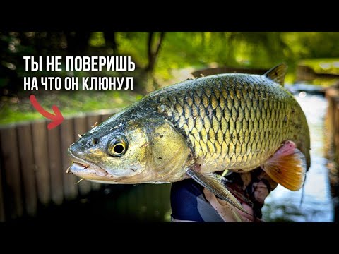 Видео: ЭТИ КРОШЕЧНЫЕ ПРИМАНКИ ЛОВЯТ ТАКИХ РЫБ, ЧТО НЕ ВЕРИТСЯ! XUL И МОРМЫШИНГ В ДЕЛЕ!