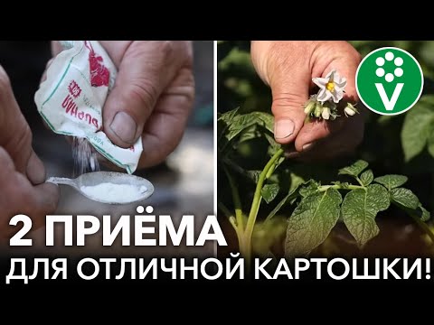 Видео: УВЕЛИЧЬТЕ УРОЖАЙ КАРТОФЕЛЯ НА 40% ЗА 5 МИНУТ! 2 простых приёма для более крупного и лёжкого урожая