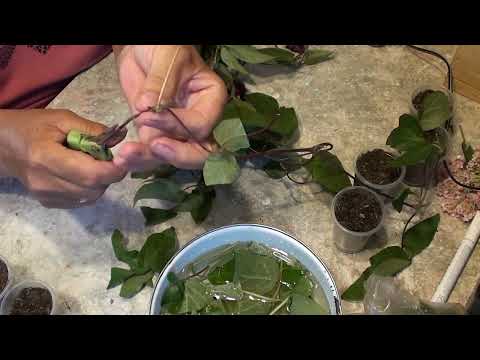 Видео: Летнее черенкование клематисов и крупнолистных гортензий.