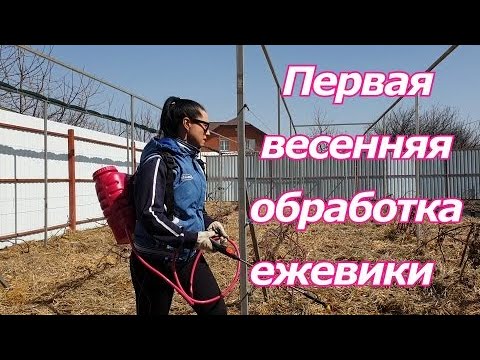 Видео: Первая весенняя обработка ежевики и всего сада