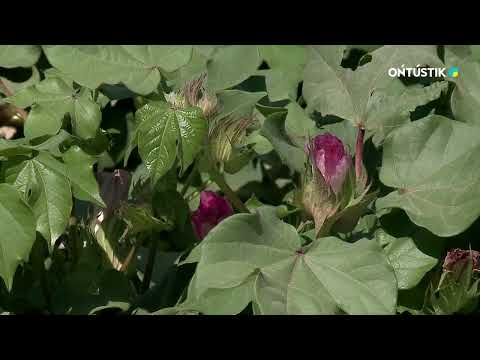 Видео: "АУЫЛ ТЫНЫСЫ" МАҚТААРАЛ АУДАНЫНЫҢ АУЫЛ ШАРУАШЫЛЫҒЫ