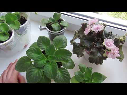 Видео: Как заставить цвести фиалку.Как ухаживать, чтобы фиалки цвели