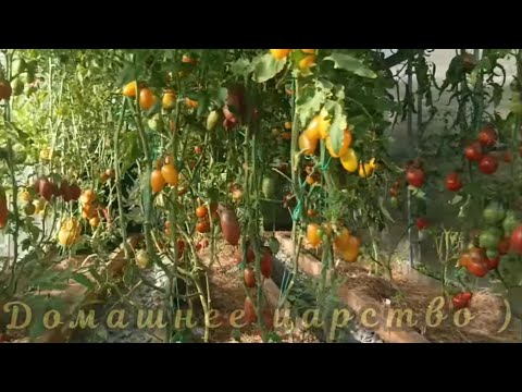 Видео: Последние томаты сентября! Обзор по сортам! 