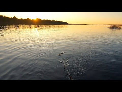 Видео: РЫБАЛКА НА ПРОДОЛЬНИКИ \ ПОСЛЕДНИЙ ДЕНЬ ВЕСНЫ \ РЫБА ЛОВИТСЯ