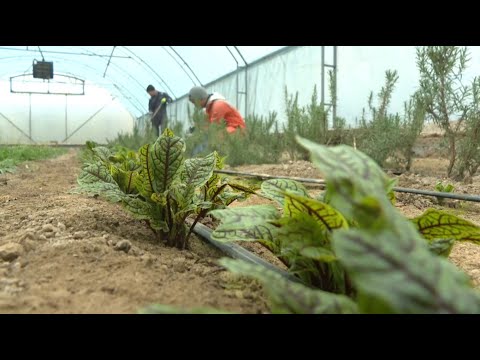 Видео: Маңғыстау облысында 7 кәсіпкер қайтарымсыз грант ұтты