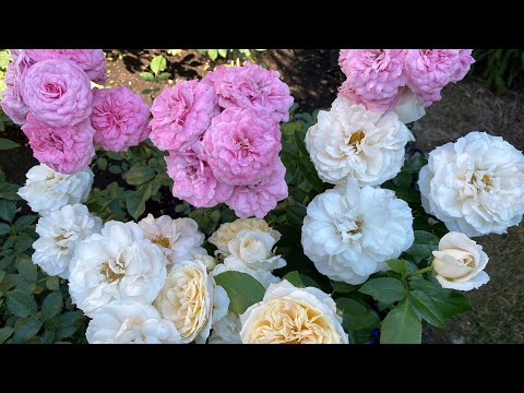 Видео: Осеннее цветение роз! Сад без обработок! Проблемы осеннего розария!