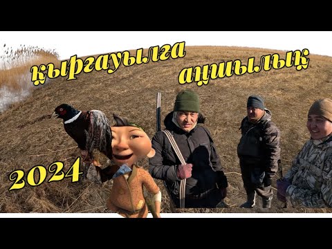 Видео: Қырғауылға аңшылық 2024ж. охота на фазана 2024г. #охота #фазан #қырғауыл #аңшылық #2024