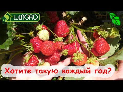 Видео: ОМОЛОЖЕНИЕ ЗЕМЛЯНИКИ ПРЯМО НА ГРЯДКЕ! Как подкормить и обеззаразить землянику после плодоношения.