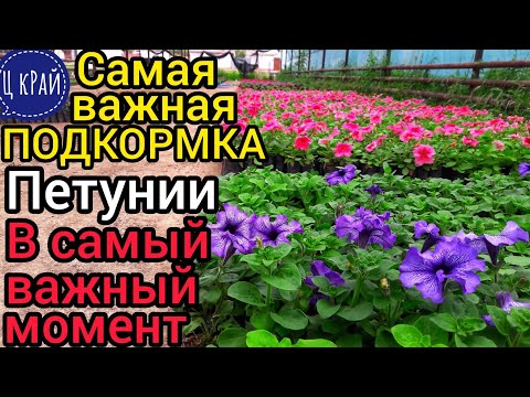 Видео: Самая важная ПОДКОРМКА для ПЕТУНИИ в самый важный момент✔️. Приземистая, ровная, красивая ПЕТУНИЯ.💯💣