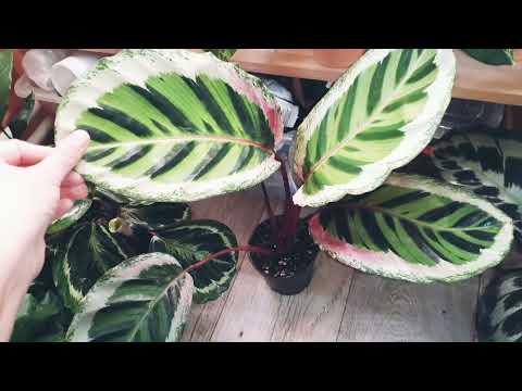 Видео: обзор на мои калатеи,и новиночки)🤗