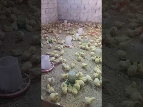 Видео: Парвариши  бройлер кисми-2 аз 1-рузаги то 6-рузаги