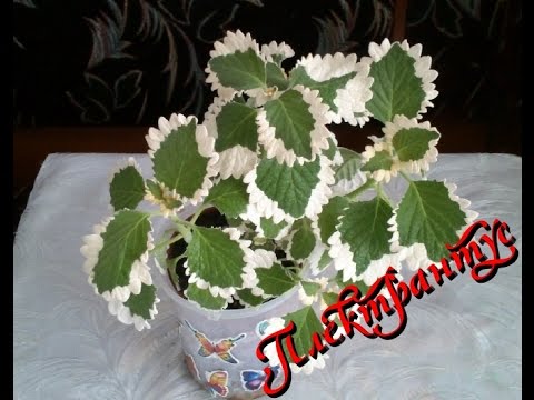 Видео: Плектрантус (Plectranthus) . Уход и содержание в домашних условиях