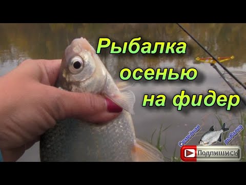 Видео: Рыбалка осенью на фидер