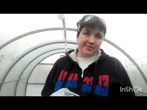 Видео: Що сію в теплицю у жовтні? Коли саджати часник?