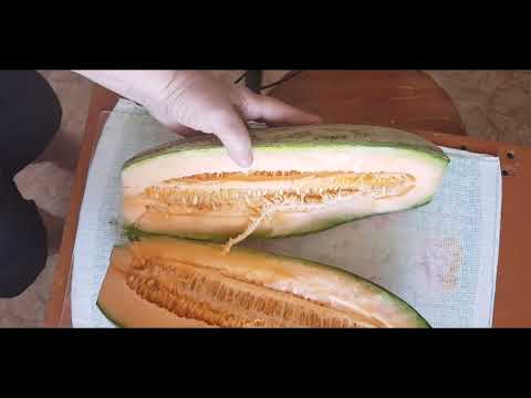 Видео: АМРЕ поспела //  melon AMRE is ripe