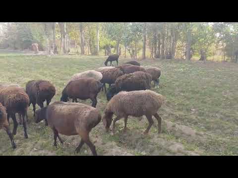 Видео: 2 ноября 2025 г.