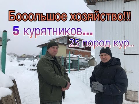 Видео: 25 Пород Кур в одном Хозяйстве!