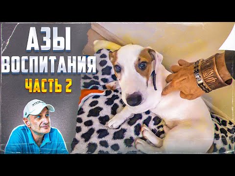 Видео: Азы воспитания (Часть 2) Джек-рассел-терьер