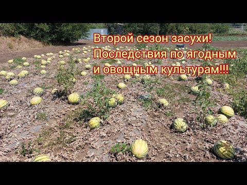 Видео: Два года засухи при аномальных температурах, в тени до +43°, урожай малины под большим вопросом!