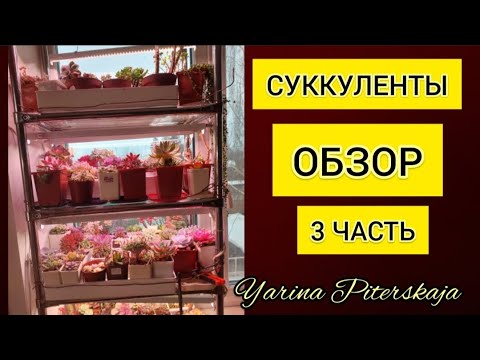 Видео: Суккуленты.  Обзор. 3 часть.