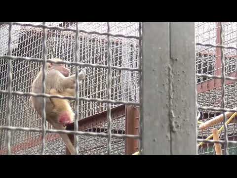 Видео: Люся ждёт,  когда поест Елисей и Лида.  Парк львов Тайган ❤️ 