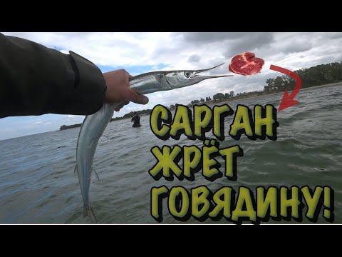Видео: Сарган на ГОВЯДИНУ? Да! +100 рыб за утро! СЕКРЕТ Балтики! 🥩🎣🌊