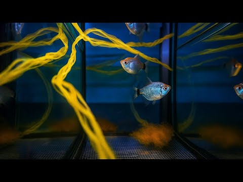 Видео: Подмена воды, рыбка на нерест, отправил рыбку
