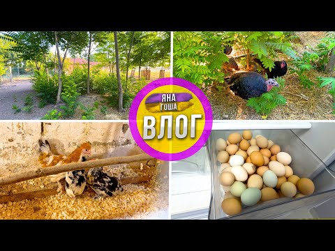 Видео: Я НЕ ЗНАЮ КТО ЭТО! Парк юрского периода у нас на ферме!