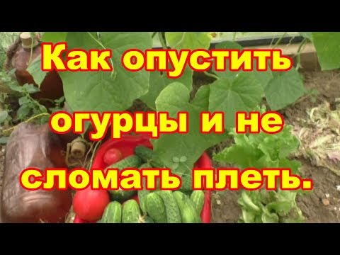 Видео: Не навредите огурцам,опуская их!