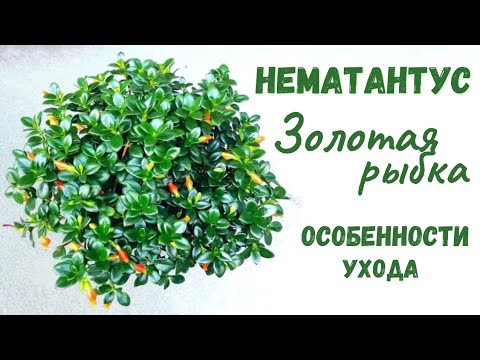 Видео: Нематантус! Золотая Рыбка! Все секреты ухода в одном видео!